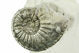 Pyritized Jurassic Ammonite (Amaltheus) Fossil - France #367621-1